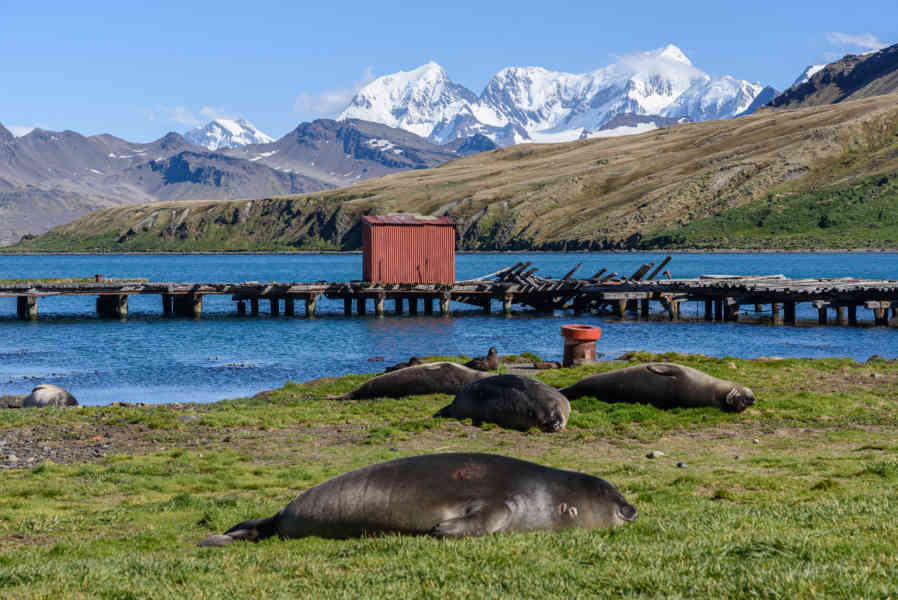 Islas Georgias del Sur 030 - Grytviken - Harpon Jetty - Leones Marinos 02.jpg